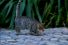 poster-16233-sonax-cat-slide-68x45