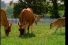poster-1627-anchor-beurre-les-vaches-68x45