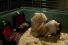 poster-16797-drench-eau-minerale-the-clever-hamsters-68x45