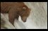 poster-17306-sky-documentary-bear-68x45