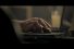 poster-17460-conforama-bouledogue-nain-68x45