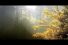 poster-17471-zimtstern-wildlife-collection-leaves-68x45