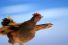 poster-17472-seat-ibiza-the-chicken-68x45