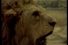 poster-1762-panasonic-panasonic-national-piles-le-robot-et-le-lion-68x45