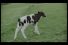 poster-17694-delta-my-mother-s-milk-68x45