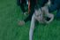 poster-18054-tabasco-streaker-68x45