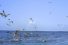 poster-18270-legal-sea-foods-birds-68x45