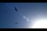 poster-18328-astringosol-mouthwash-vultures-68x45