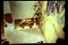 poster-19036-kaopectate-wc-68x45