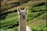 poster-19536-starburst-llama-68x45