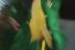 poster-19600-bigralis-reptile-68x45
