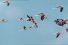 poster-20043-nrj-mobile-forfait-ultimate-les-flamants-68x45