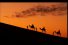 poster-20065-masbirim-gov-il-camel-68x45