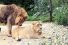 poster-20508-sexyavenue-com-lions-68x45