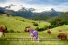 poster-20901-milka-osez-la-tendresse-68x45