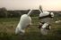 poster-20988-les-lapins-cretins-raymen-raving-rabbids-rabbids-go-home-sweetos-68x45