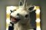 poster-21093-juicy-fruit-juicy-secret-gum-serenading-unicorn-performs-gangsta-s-paradise-68x45