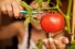 poster-21152-ray-ban-tomatina-68x45
