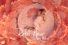 poster-21159-reb-l-fleur-parfum-reb-l-fleur-68x45