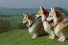 poster-21168-freeview-hd-corgi-68x45