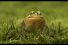 poster-21267-vitaminwater-frog-68x45