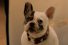 poster-21298-wall-s-talking-dog-68x45