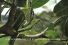 poster-21346-sequoia-mantis-68x45