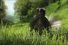 poster-21347-sequoia-skunk-68x45