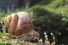 poster-21348-sequoia-snail-68x45
