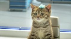 poster-21442-bouygues-telecom-les-chatons-236x132