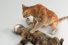 poster-21490-cat-s-pride-fresh-light-pass-out-cat-68x45