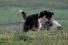 poster-21852-poolhouse-dogbook-happy-birthday-68x45