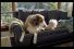 poster-21879-volkswagen-new-beetle-the-dog-strikes-back-68x45