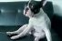 poster-22001-purina-pro-plan-inside-every-good-dog-is-a-great-dog-68x45