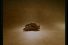 poster-2204-zoopoo-fertilizer-lion-68x45