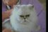 poster-2206-lotto-le-chat-harold-68x45