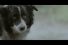 poster-22105-kaunas-international-film-festival-the-dog-68x45