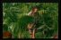 poster-2220-rexona-pro-balance-dialogue-de-singes-68x45