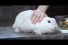 poster-22271-ken-s-salad-dressing-guard-rabbit-68x45