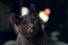 poster-22302-sheba-eva-longoria-68x45