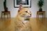 poster-22341-aspca-american-society-for-the-prevention-of-cruelty-to-animals-hovercat-68x45