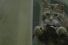 poster-22394-cravendale-catnapped-68x45