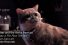 poster-22535-litter-genie-i-haz-a-pie-row-tek-nik-68x45