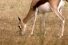 poster-22745-skechers-gorun-2-man-vs-cheetah-68x45