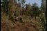 poster-2320-levitan-a-la-chasse-68x45