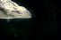 poster-23202-national-geographic-nat-geo-wild-alligator-68x45