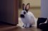 poster-23214-ibis-snuggling-bunnies-68x45