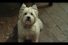 poster-23216-cesar-love-them-back-68x45