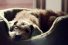 poster-23245-pedigree-bad-dog-good-dog-68x45