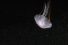 poster-23253-vancouver-aquarium-jellyfish-odyssey-68x45